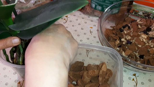 Как Пересадить Орхидею после Покупки | Phalaenopsis MIX | Фаленопсис Микс смотреть онлайн