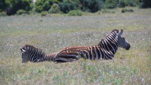 Zebras: More Than Just Stripes смотреть онлайн