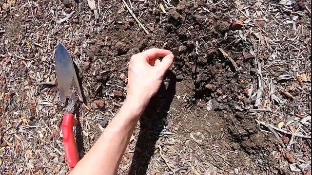 I found treasure in my backyard - Save the Squirrel Initiative смотреть онлайн