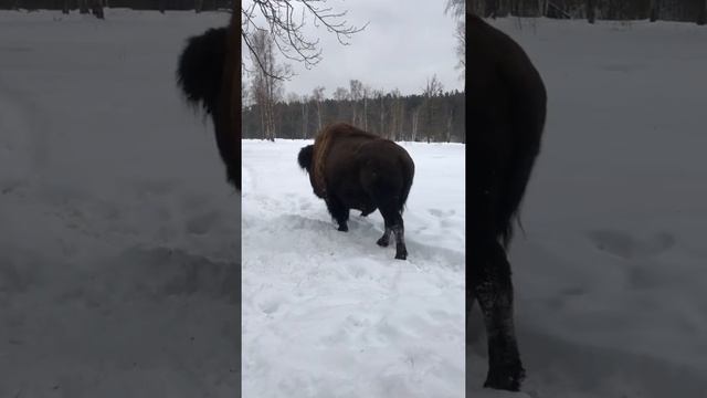 Огромный Зубр вышел на прогулку/bison/удивительная встреча с диким Бизоном/wildlife смотреть онлайн