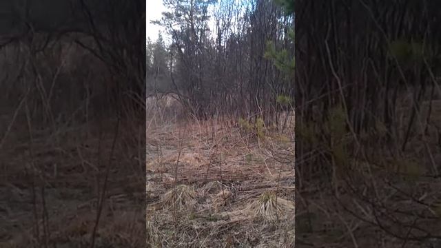 Свист рябчика смотреть онлайн