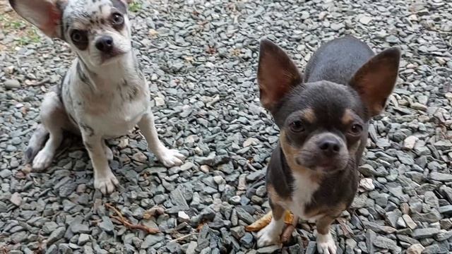 питомник чихуахуа Кастропуло Крым самые мои красивые ❤️❤️❤️ смотреть онлайн