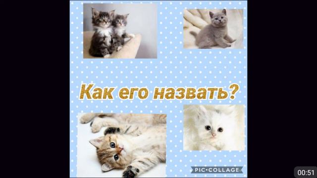 У меня будет новый котенок!Но как его назвать? смотреть онлайн