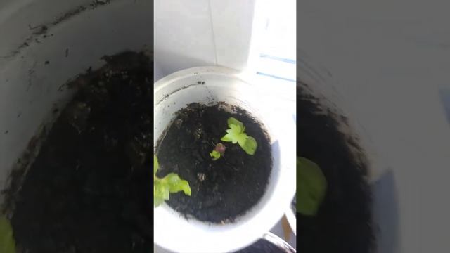 Виноград на подоконнике #shorts смотреть онлайн