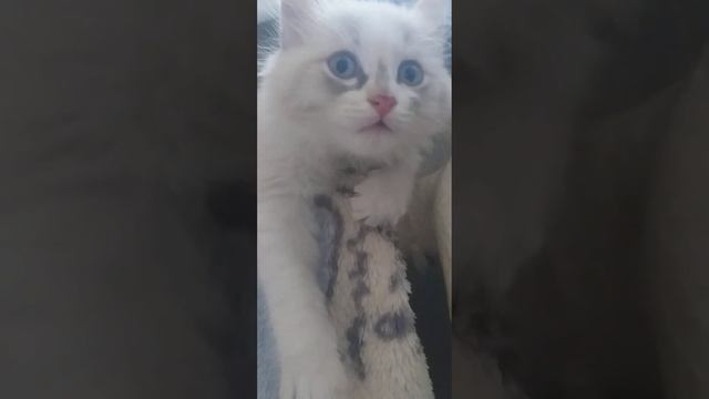 котёнок Муся лежит на батарее греется смотреть онлайн