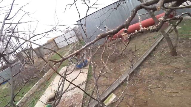 Как обрезать взрослый сильно загущенный куст айвы №3 || Удаляем старые стволы и осветляем крону смотреть онлайн