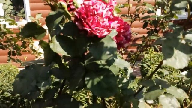 Краткий обзор роз #пикассо #принц #плайзер #патостин #новыйимидж #цистерсьен и др.плетистые #июнь2 смотреть онлайн