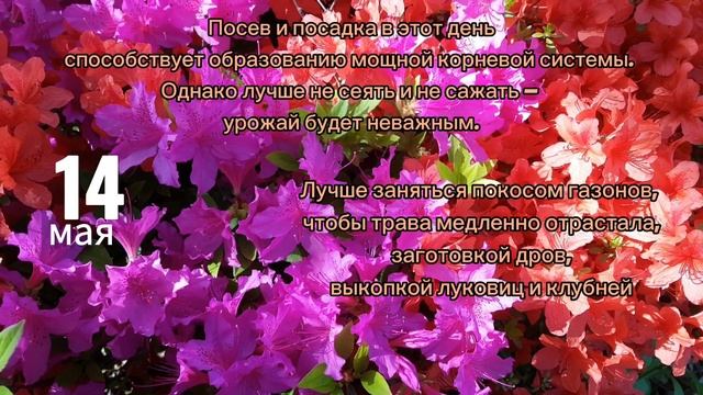 Лунный посадочный календарь на Май 2021. Благоприятные и неблагоприятные дни для работ в саду. смотреть онлайн