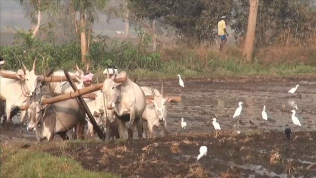 What is an Agrarian Society - More Grades 9-12 Social Studies on the Learning Videos Channel смотреть онлайн