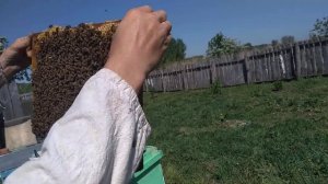 Работы на пасеке. Делаем отводки на маточник