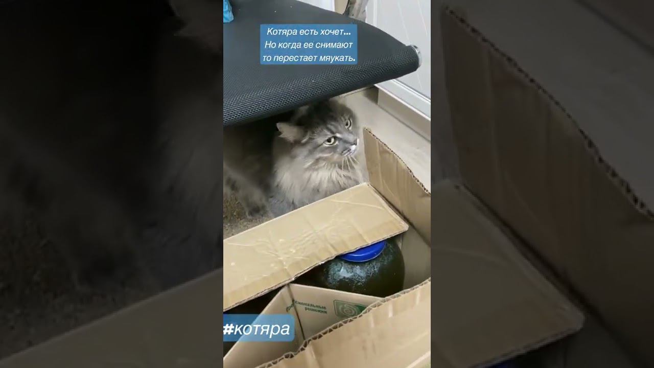 Голодная кошка!! Вот когда хочет есть или гулять , прохода не дает. смотреть онлайн