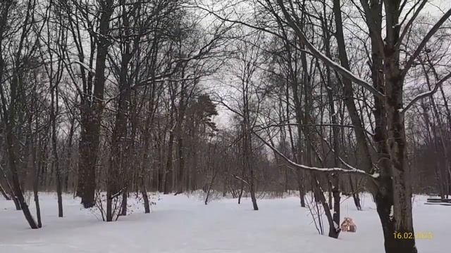 Главный ботанический сад имени Н. В. Цицина РАН 16.02.2023 смотреть онлайн