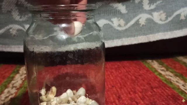 Как Вырастить Фасоль в Домашних Условиях #33 корешки? смотреть онлайн