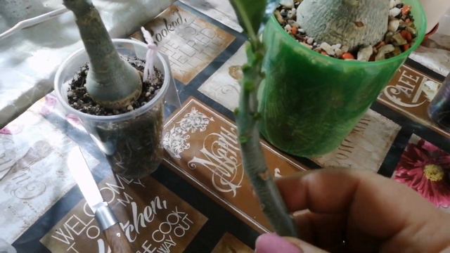 18.03.23г делаю прививки адениуму. 🌱 смотреть онлайн