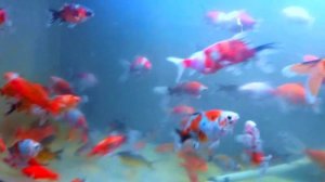 Gold fish Золотая рыбка, шубункин и комета