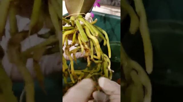 Repotting a grocery store Phalaenopsis смотреть онлайн