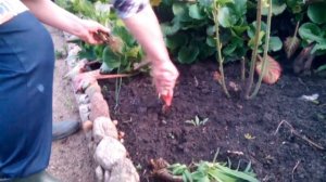 Лиатрис (спеката). Посадка