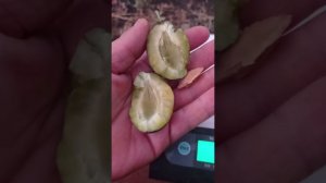 слива Стенлей (Стенли)