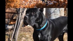 Кане корсо. Описание, особенности