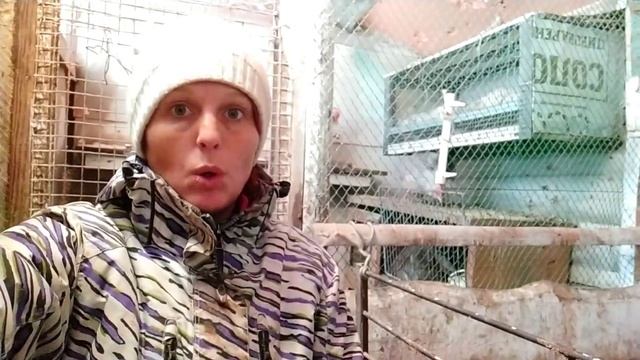 вся правда обо мне и моём опыте вести хозяйство! самая деревенская жизнь! Eco farm смотреть онлайн
