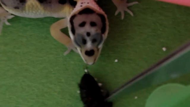 Кормление Эублефара заморозкой смотреть онлайн