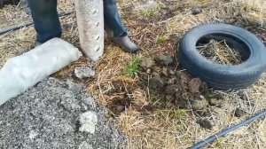 Посадка картофеля в природном земледелии.