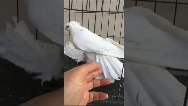 Голубь Смагина. Карапаты. Гульбадам самка. Узбекские двухчубые голуби. смотреть онлайн