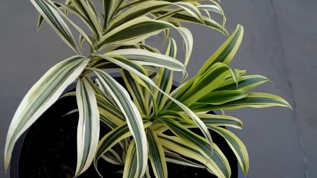 Песен на Индия Драцена - Драцена Рефлекса