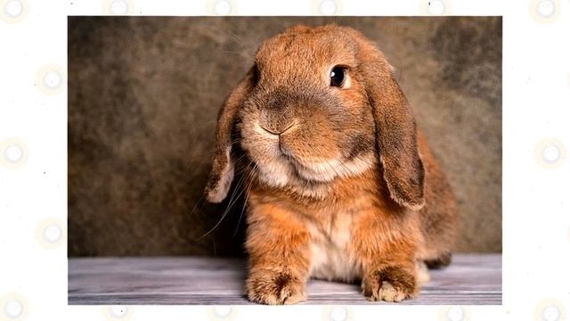 Lop Eared Rabbits: Fun Facts (Part 1) смотреть онлайн
