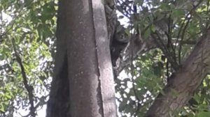 Домашний кот залез на дерево, а слезть не может-ЧТО ДЕЛАТЬ?