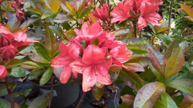 Red Rhododendron Nabucco - Deciduous Azalea In Flower 30th May 2022, 12:43