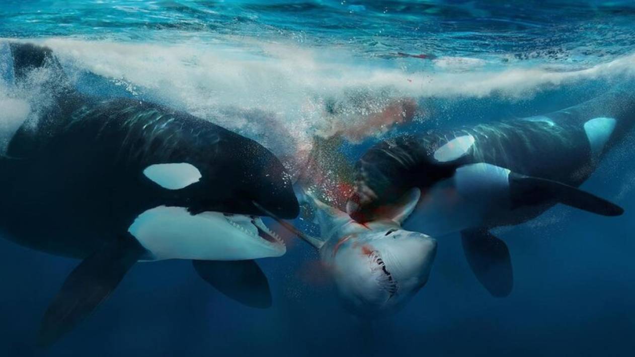 Косатка Разрывает Акул и Китов! Жестокая Охота Косаток в Океане! смотреть онлайн