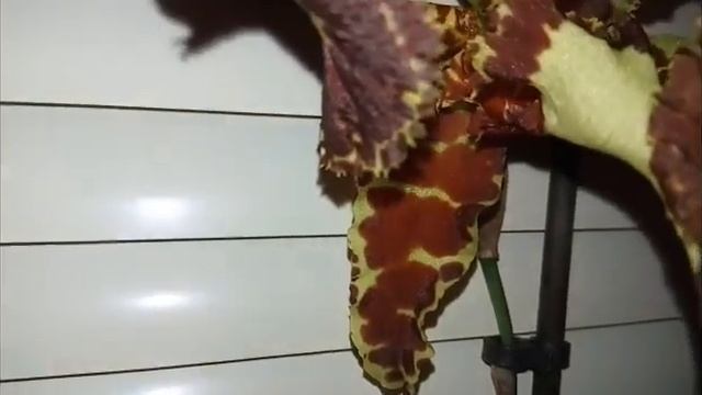 Psychp  Mariposa Special цветение.