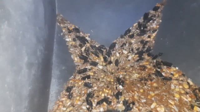 Притірка матриці для бройлерів 2,8 мм смотреть онлайн