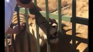 Исследование о нападениях львов и редкие кадры с нападениями