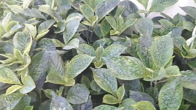 Kejibeling Leaf (Strobilanthes Crispa) - Herbal Plant Collection