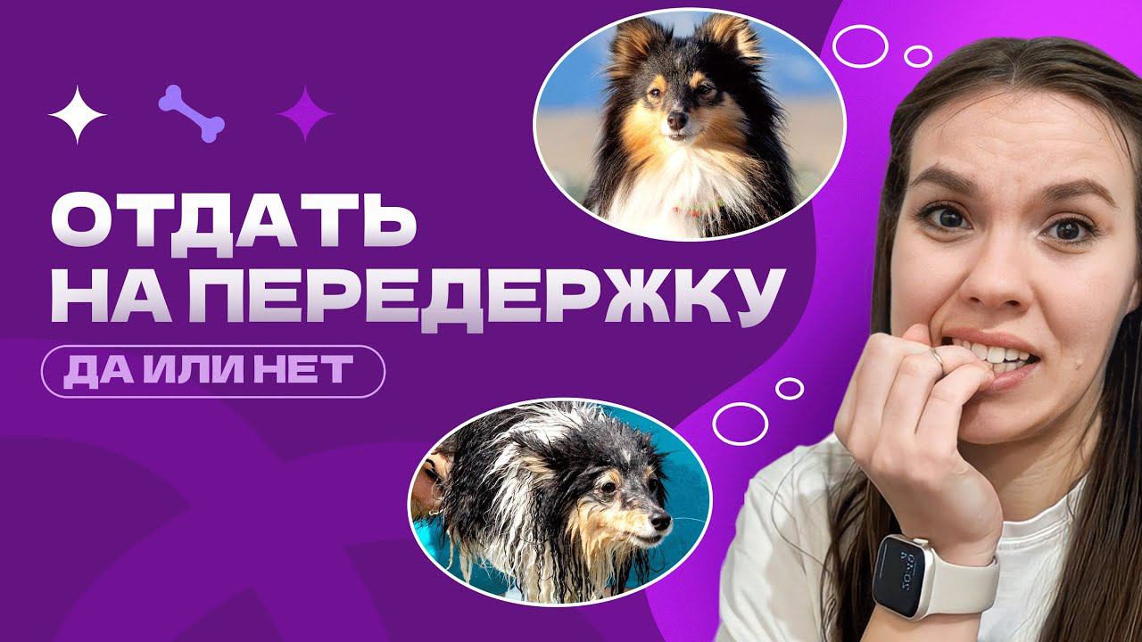 ПЕРЕДЕРЖКА ДЛЯ СОБАК. КАК ПОДГОТОВИТЬ СОБАКУ К ПЕРЕДЕРЖКЕ. ДОМАШНЯЯ ПЕРЕДЕРЖКА