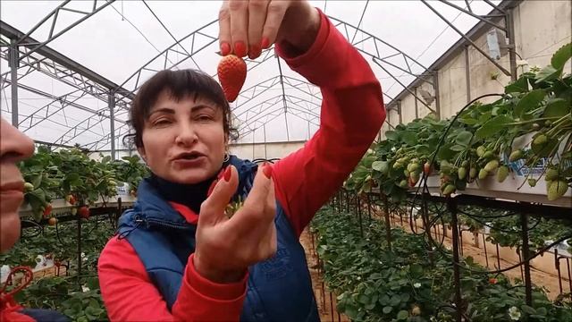 НА КИПРЕ УЖЕ КЛУБНИКА ПОСПЕЛА/IN CYPRUS STRAWBERRY ALREADY RIPE смотреть онлайн