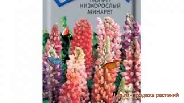Люпин низкорослый Минарет (minaret) ? люпин Минарет обзор: как сажать семена люпина Минарет смотреть онлайн