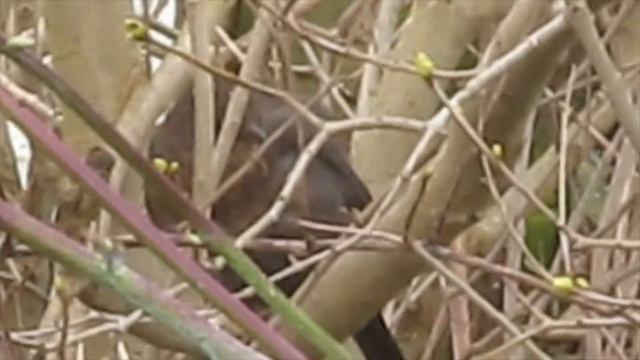 Sir John Fenwick’s the Flower Amang Them смотреть онлайн