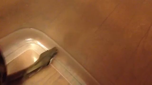 My new arabesque boa constrictor смотреть онлайн