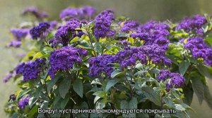 Гелиотроп цветок — выращивание из семян