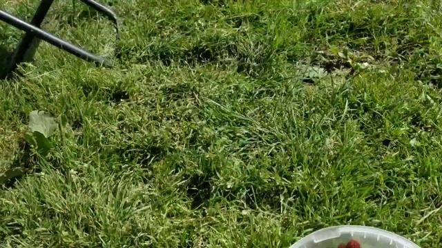 Ферментация Иван чай Собрали луговые ягоды Наш пляж смотреть онлайн