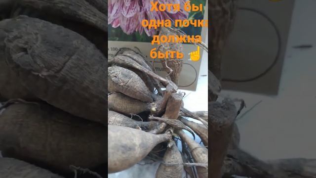 Георгин многолетний ?#георгины #гавриш #рассада #сад #дачные #огород смотреть онлайн