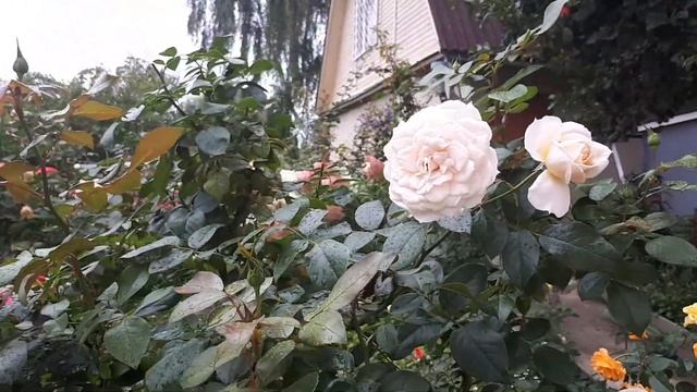 РОЗА LIONS ROSE ??? ШЕДЕВР КРАСОТЫ И ЗДОРОВЬЯ ??❤... смотреть онлайн