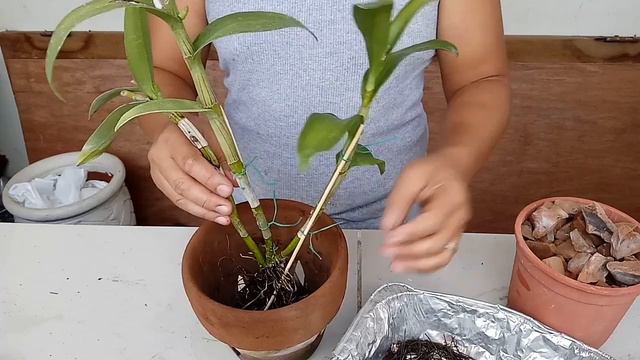 Repotting Dendrobium Using Broken Clay Pots And Fern Chips смотреть онлайн