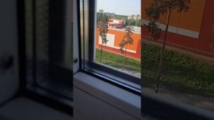 К нам в дом залетела муха