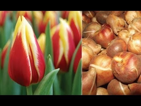 КАК СОХРАНИТЬ ЛУКОВИЦЫ ТЮЛЬПАНОВ ДО ВЕСНЫ / Elena Pero_va Life