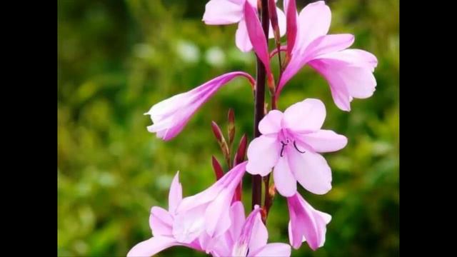 #Утсония #Watsonia Garden flowers207 Декоративные растения смотреть онлайн