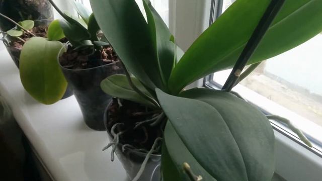 Орхидеи обзор цветоносов ч2 смотреть онлайн